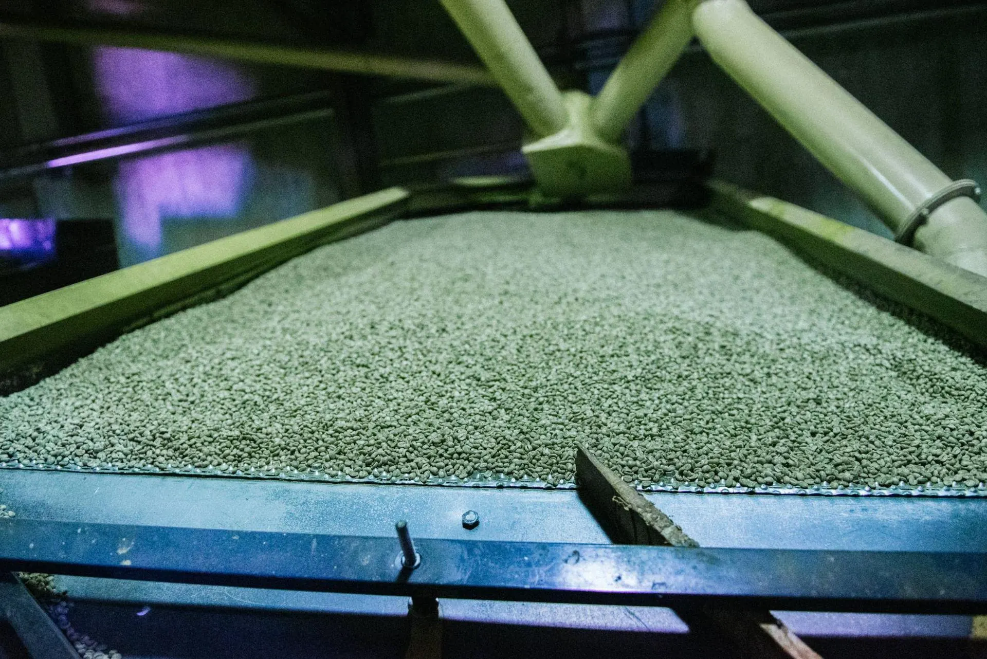 Café em processo de rebeneficiamento no equipamento